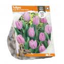 Baltus Tulipa Single Early Candy Prince tulpen bloembollen per 5 stuks